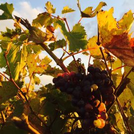 Tuscany Harvest, October 2015