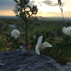 Summer Flowers 