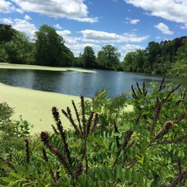 Pond and Park 