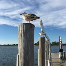 Gulls 