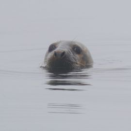 River Seal, Maine 2019